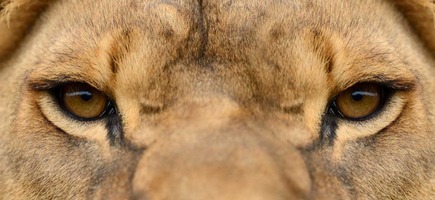 Declarar bitcoin para o imposto de renda